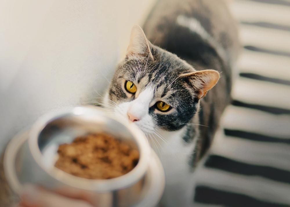 Orbax für Katzen: Hauskatze mit bezaubernden gelben Augen fixiert einen Napf mit Futter