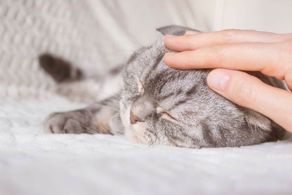 Einer verletzten Katze liebevolle Pflege zukommen lassen