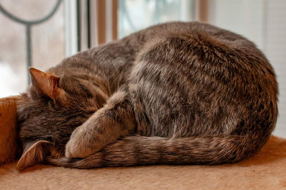 grau gestreifte Katze schläft mit ihrer Schnauze durch eine Pfote bedeckt