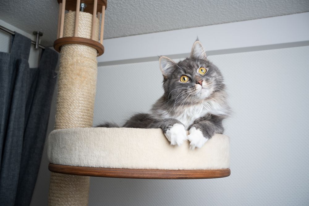 Grauweiße Maine Coon Langhaarkatze ruht auf einem Kratzbaum und neigt ihren Kopf in einer bezaubernden Pose