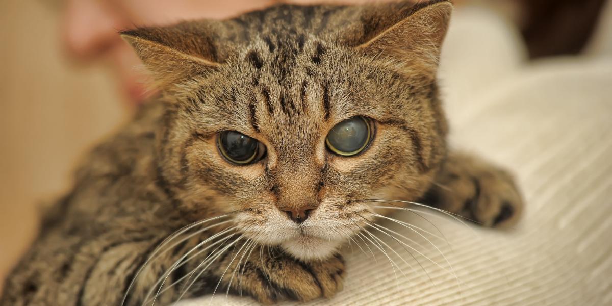 Halbblinde Katze, die die Widerstandsfähigkeit und Anpassungsfähigkeit von Katzen angesichts von Herausforderungen veranschaulicht.