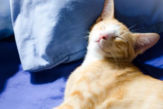 Können Katzen tatsächlich lächeln? Was verbirgt sich hinter diesem charmanten Ausdruck?
