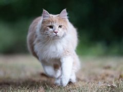 Active Maine Coon cat on the move, strolling through a garden with an air of curiosity and exploration