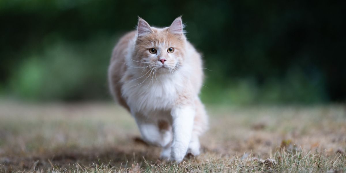 Aktive Maine Coon Katze unterwegs, spaziert durch einen Garten mit einer Ausstrahlung von Neugier und Erkundung