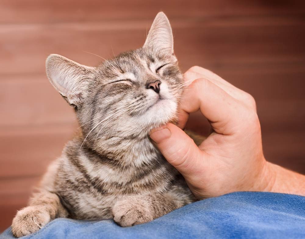 Bild von männlichen Händen, die sanft eine Hauskatze streicheln