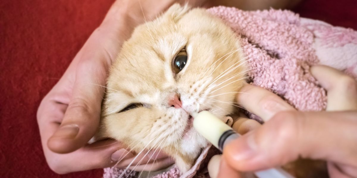 Eine in ein Handtuch gewickelte schottische Katze erhält sanft ein Medikament von einer Hand mit einer Spritze