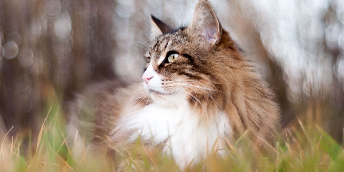 Langhaarige getigerte Katze sitzt im Gras