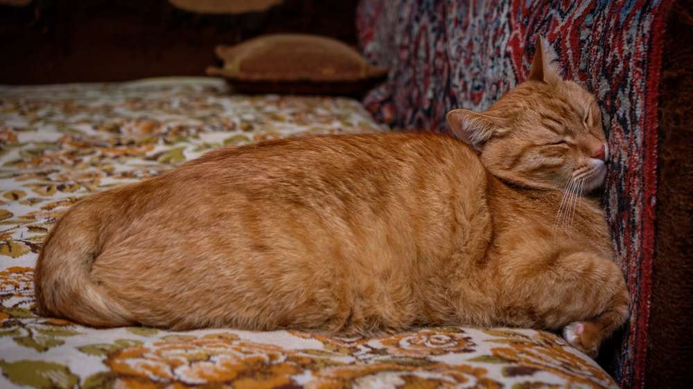 Orangefarbene Katze schläft und drückt ihren Kopf gegen eine Wand