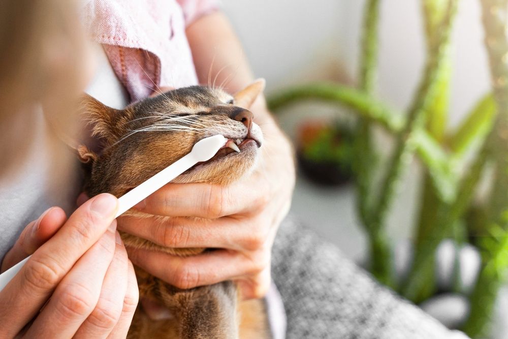 Bild eines Besitzers, der einer Abessinierkatze die Zähne putzt