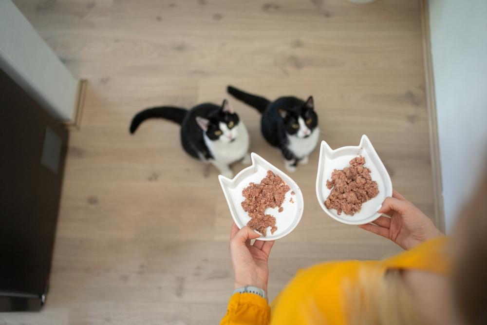 Besitzer hält zwei Futternäpfe mit nassem Katzenfutter