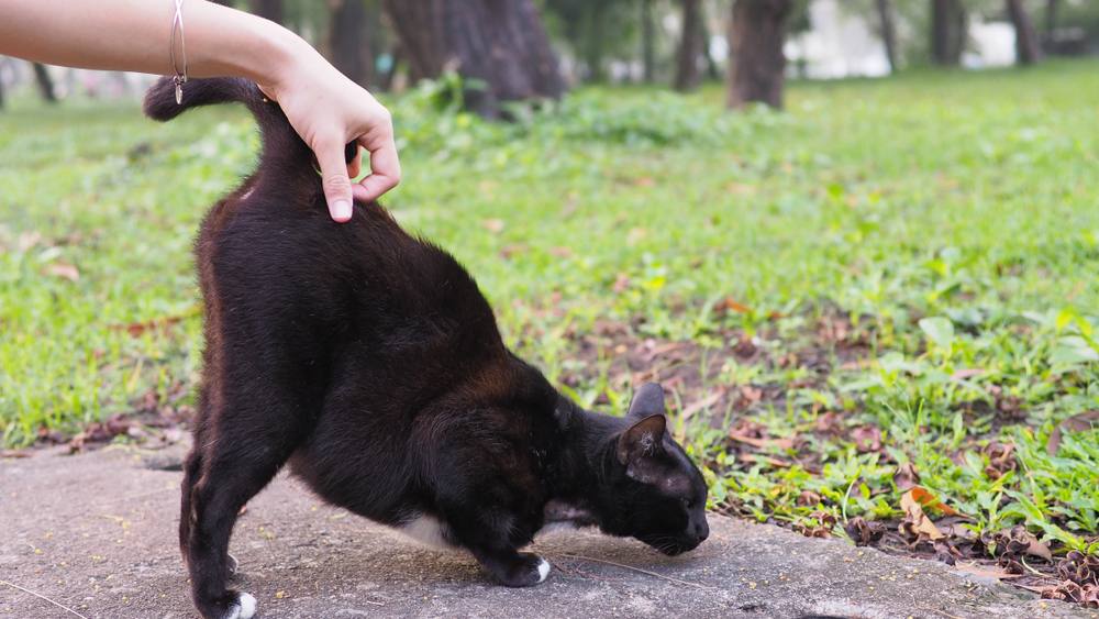 Besitzer kratzt an der Basis des Katzenschwanzes