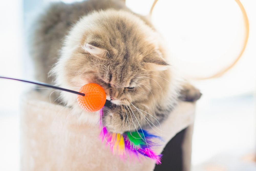 Perserkatze spielt energisch mit einem Spielzeug auf einem Katzenturm