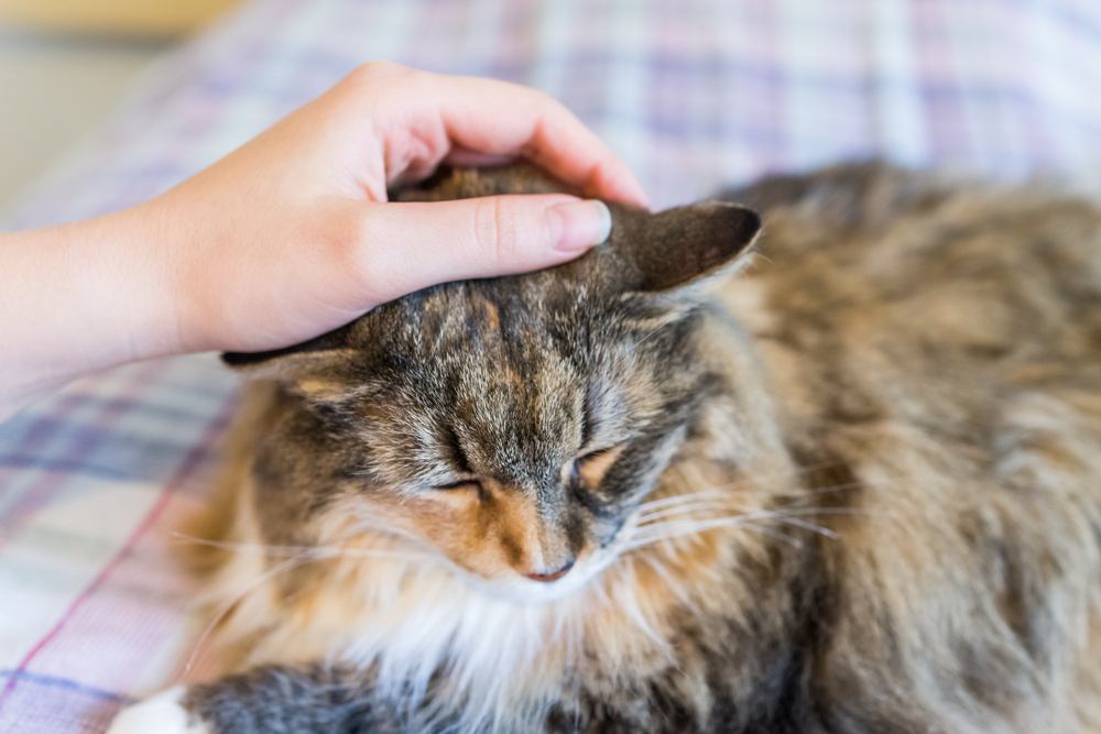 Maine Coon Katze im Bett streicheln