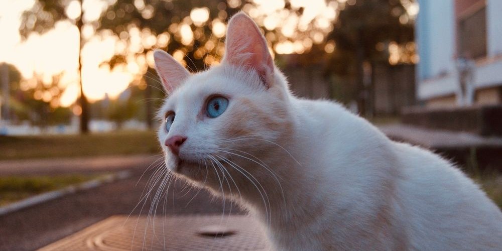 hübsche Katze mit blauen Augen, die einen Vogel in der Ferne ansieht