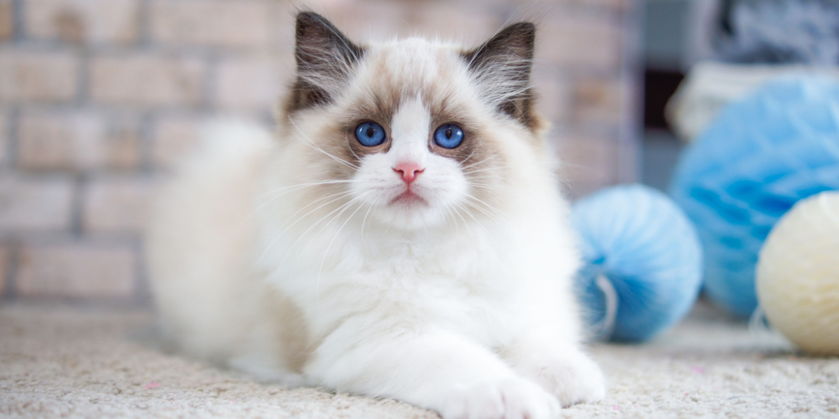 Ragdoll-Katze sitzt neben einem Katzenspielzeug und zeigt eine ruhige und neugierige Katze