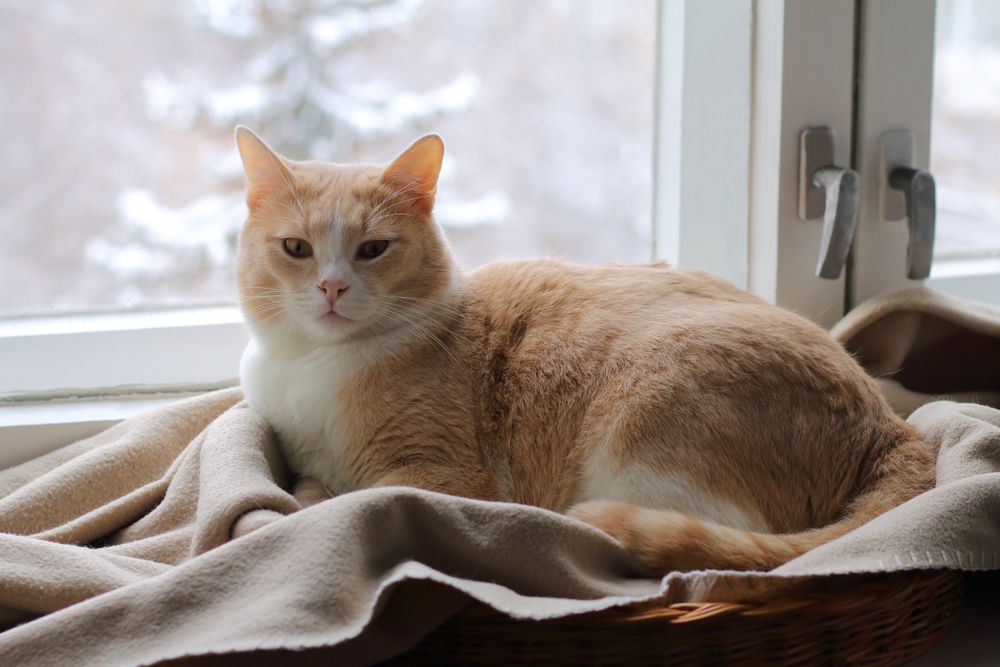 rote Katze sitzt auf einem Teppich am Fenster