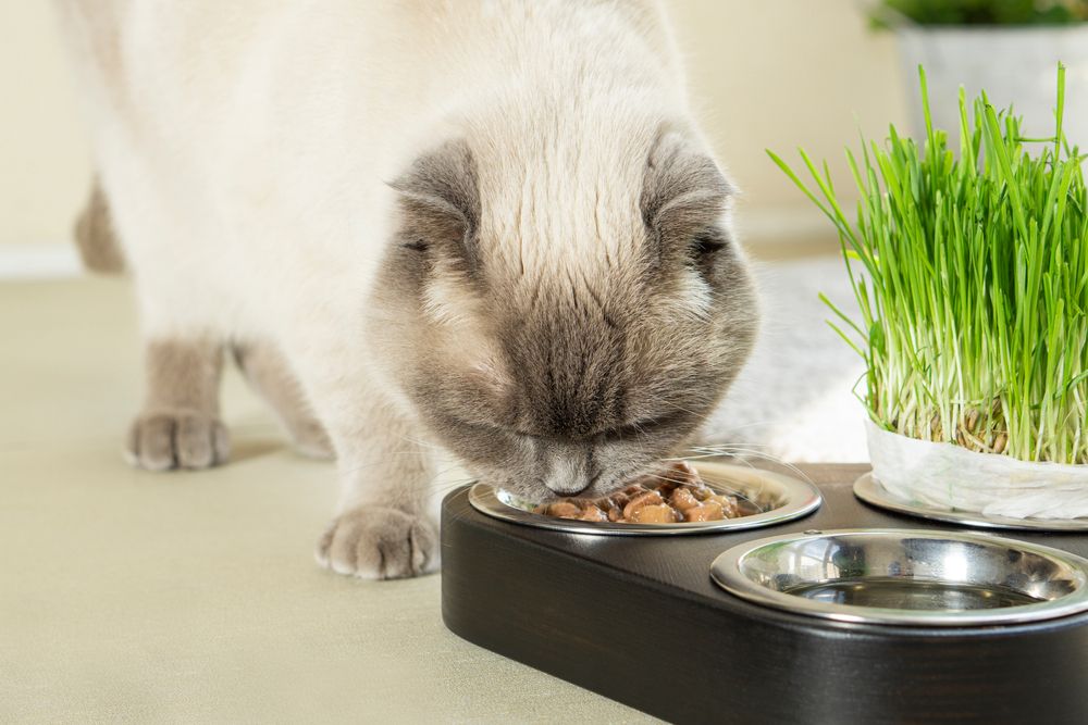 Scottish Fold-Katze genießt weiches Nassfutter und genießt jeden Bissen mit sichtlichem Vergnügen und Zufriedenheit