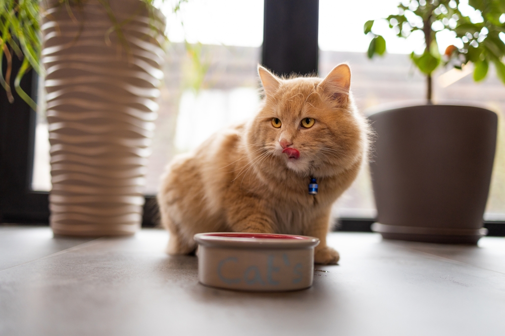 Junge Ingwerkatze nach dem Essen von einem Teller zeigt Zunge