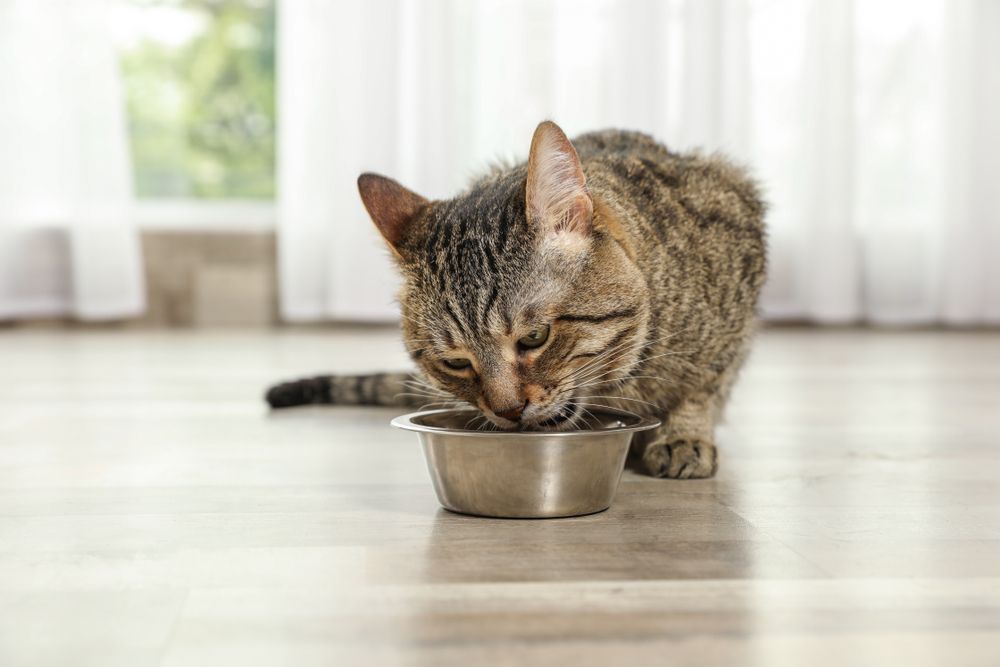 Getigerte Katze genießt Katzenleckerli auf dem Boden im Haus,