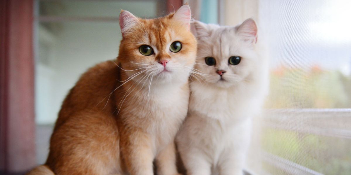 Bild mit zwei Hauskatzen, die an Garfield erinnern und neben einem Fenster stehen