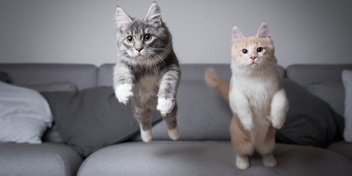 Zwei Maine-Coon-Kätzchen machen einen großen Sprung von einem Sofa.