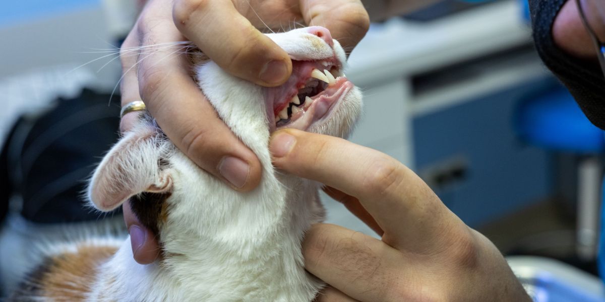 Bild eines Tierarztes, der eine Untersuchung der Mundhöhle einer Katze durchführt