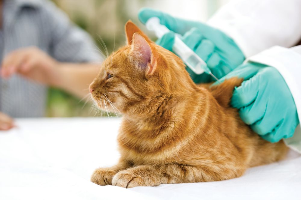 Tierarzt verabreicht der Katze den Impfstoff