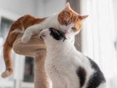 white licks the ear of a black cat