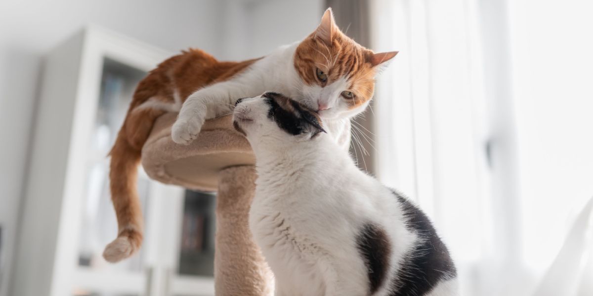 Weiß leckt das Ohr einer schwarzen Katze