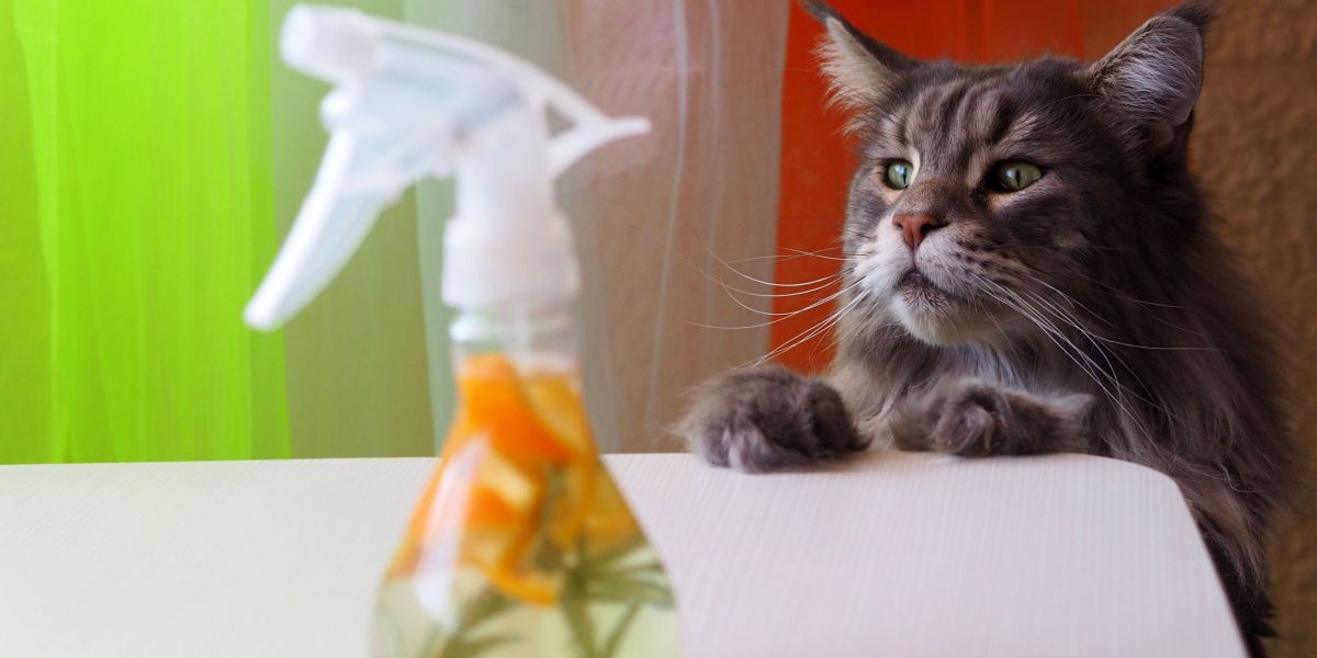 Eine große graue Katze untersucht neugierig eine Flasche Reiniger aus Essig und Orangenschalen, was die Neugier der Katze unterstreicht.