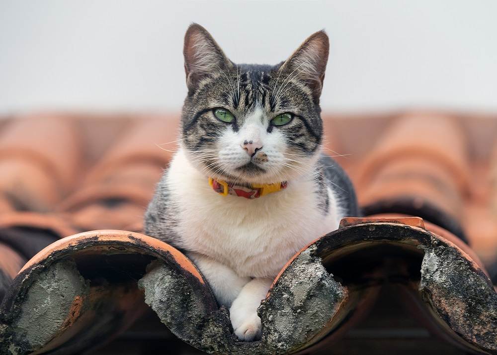 Fakten über Kater: Ein getigerter Kater thront auf einem Dach und beobachtet seine Umgebung mit wachsamer Haltung.