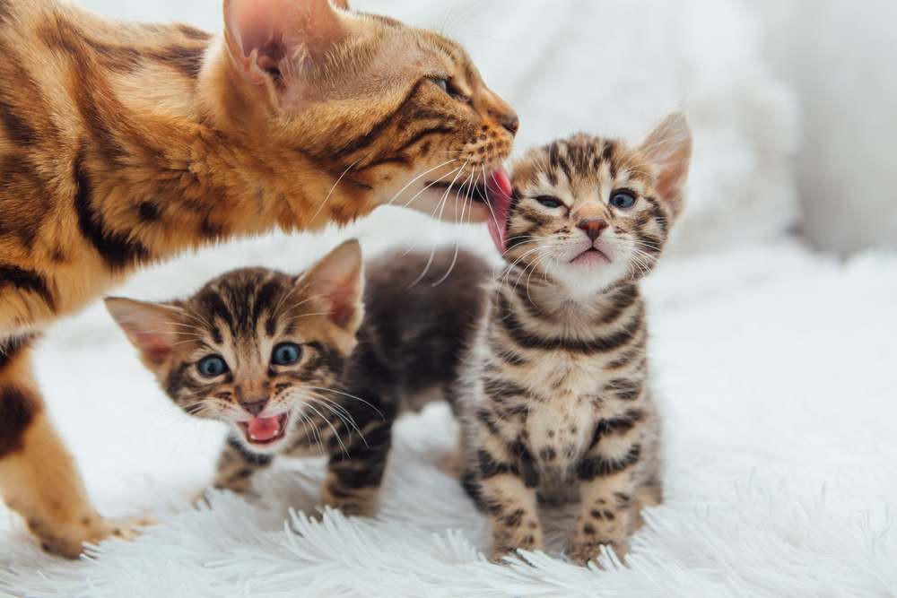 Eine entzückende goldene Bengalkatzenmutter kuschelt mit ihrem kleinen Kätzchen und stellt ihre kostbare Bindung zur Schau.