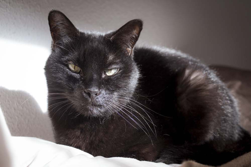 Schwarze Katze mit einer sichtbaren Beule oder einem Tumor auf der Lippe.