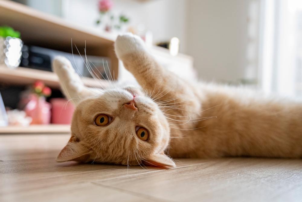 Britische Katze rollt auf einem sauberen, mit Bleichmittel behandelten Boden