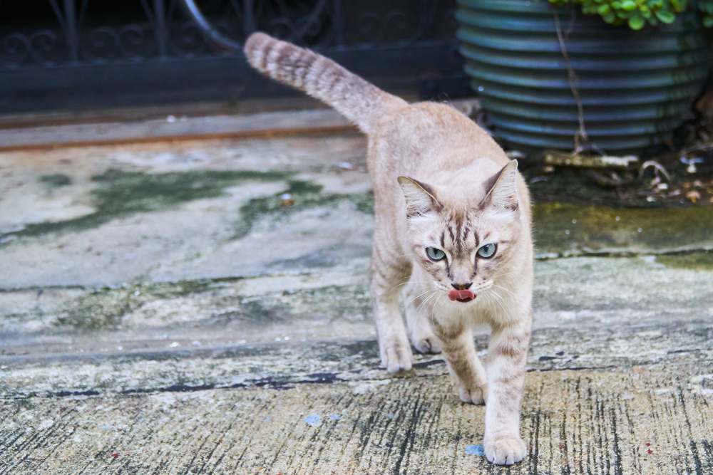 Finden Katzen den Weg nach Hause? Braune Katze läuft anmutig auf einer Betonstraße und zeigt dabei ihren eleganten und selbstbewussten Gang