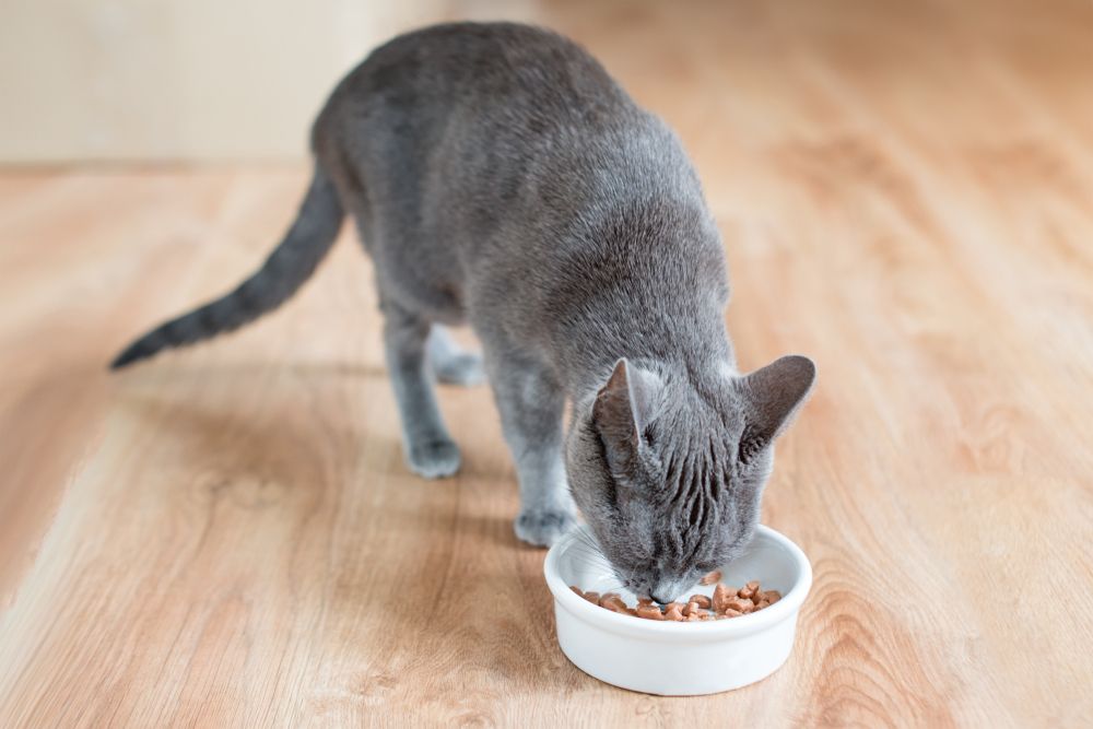 Glandex für Katzen: Eine graue Katze frisst Nassfutter aus einem weißen Napf.