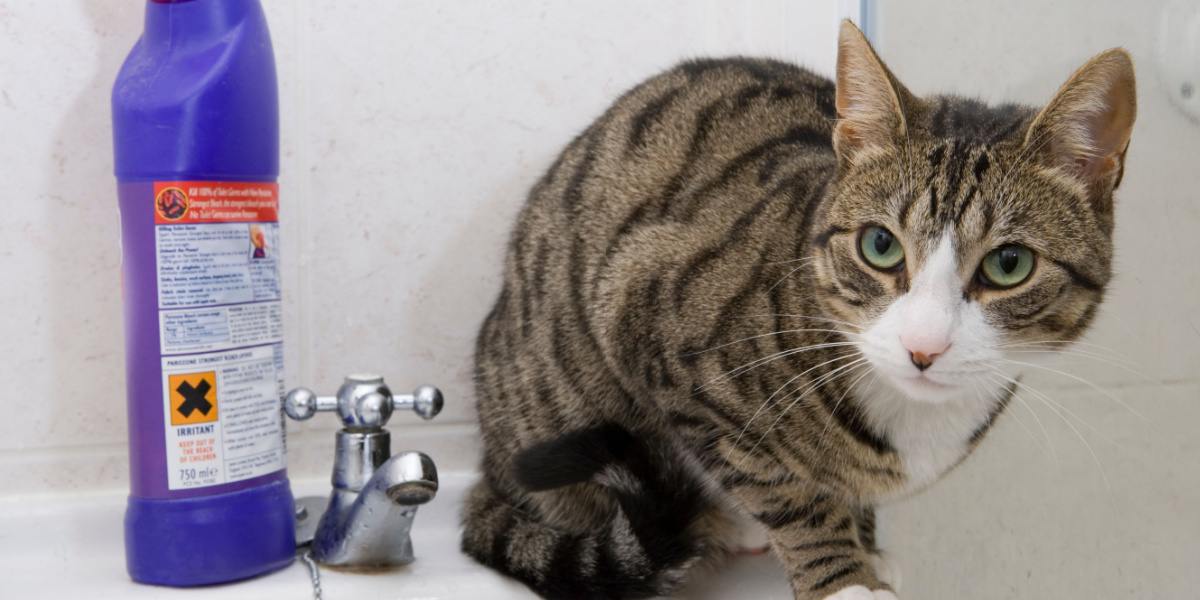 Katze in einem Badezimmerwaschbecken neben einem Behälter mit Bleichmittel.