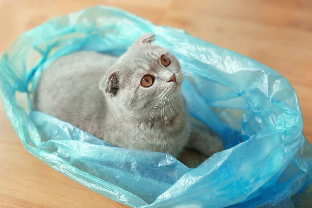 Entzückende Katze sitzt bequem in einer Plastiktüte