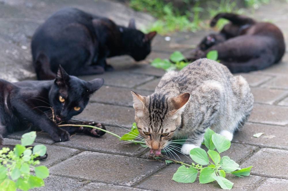 Eine verspielte Katze sieht „betrunken“ aus, nachdem sie etwas Silberwein genossen hat, eine heitere und unterhaltsame Szene.