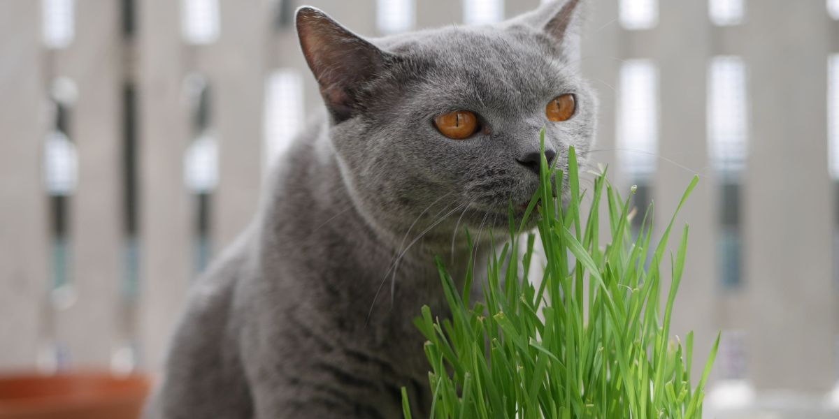 Graue Britisch Kurzhaarkatze schnüffelt Weizengras für Katzen