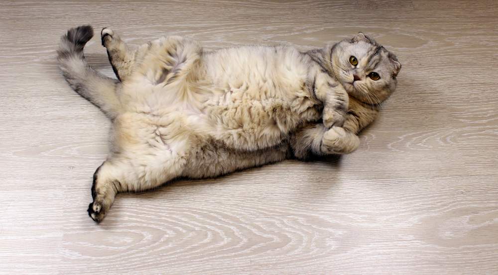 Liegende flauschige Scottish Fold Katze zeigt ihren Bauch