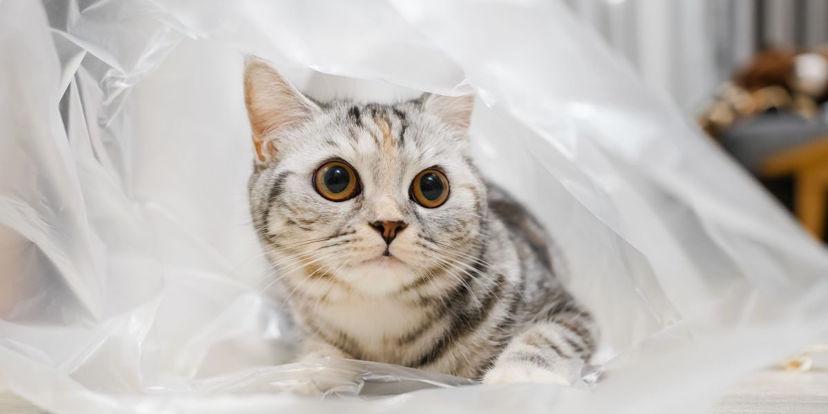 Verspielte silbergetigerte Scottish Straight-Katze erkundet eine durchsichtige Plastiktüte.