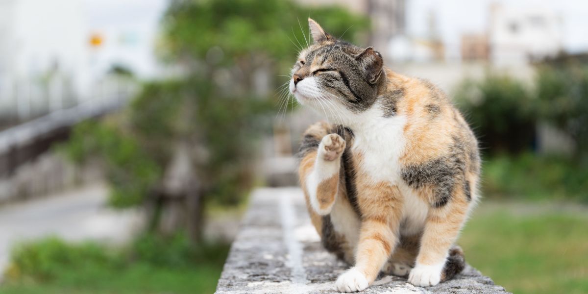 Dasselfliegen bei Katzen: Katze kratzt sich am Fell, um Juckreiz oder Beschwerden zu lindern.