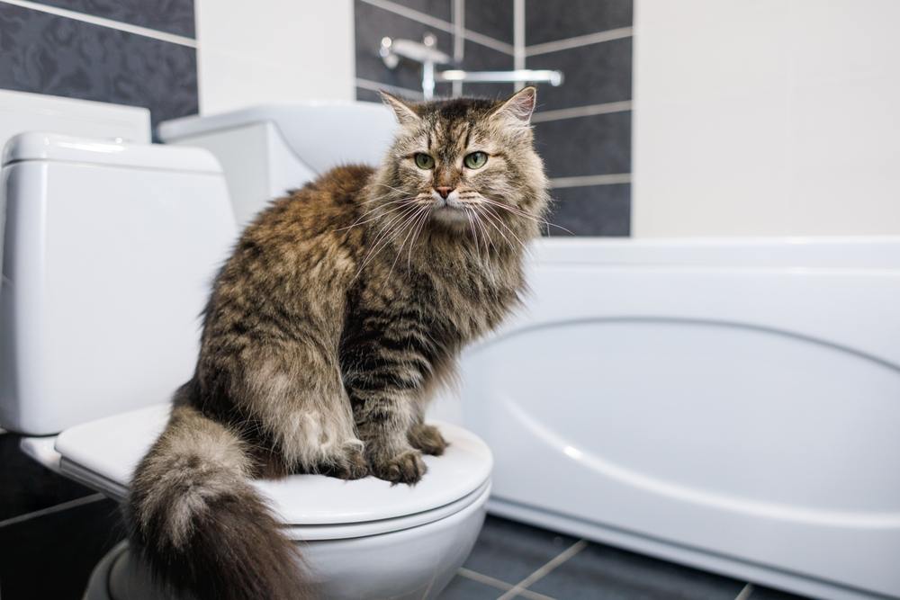 Katze sitzt auf einer Toilette in einem sauberen, mit Bleichmittel behandelten Badezimmer.