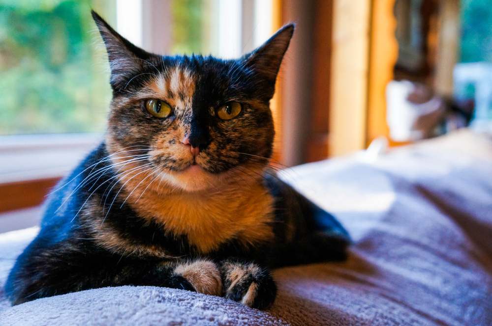 Eine Schildpattkatze, die friedlich auf einem Sofa ruht und ihr einzigartiges, farbenfrohes Fell zur Schau stellt.