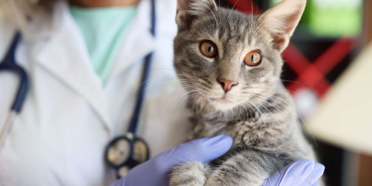 Tierärztliche Hände halten sanft eine schöne Katze in einer Tierklinik