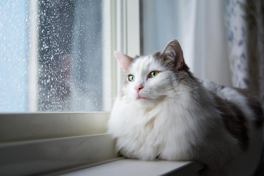 Namen für Kriegerkatzen: Weiße Katze sitzt zu Hause neben einem Fenster