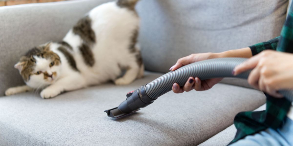 Eine süße weiße Katze hat Angst vor einem Staubsauger, was die weit verbreitete Angst mancher Katzen vor Haushaltsgeräten verdeutlicht.