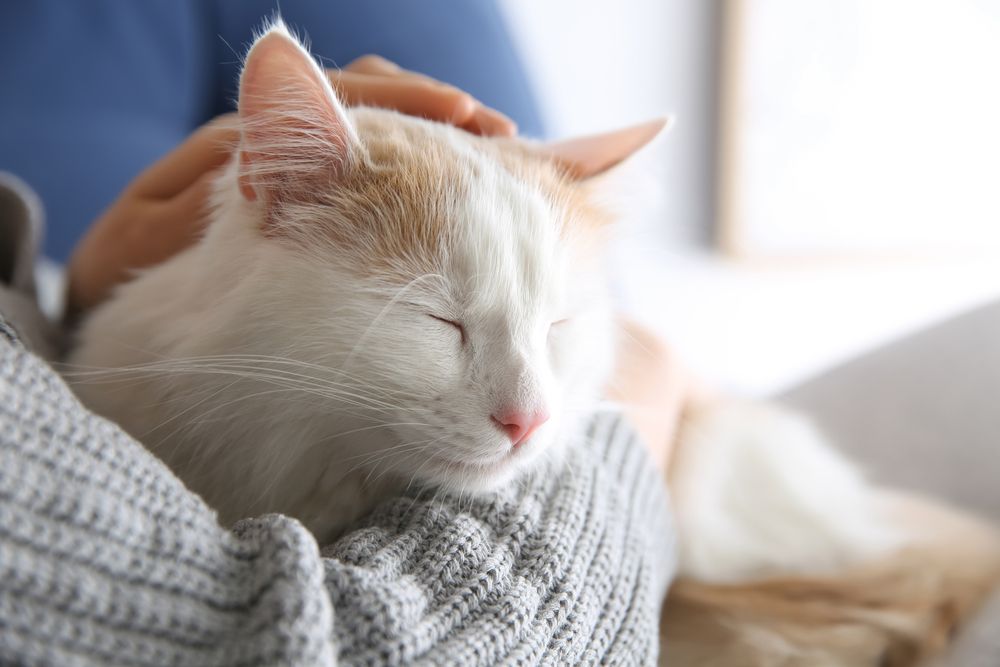 Glandex für Katzen: Eine Katze kuschelt mit ihrem Besitzer und sieht zufrieden und entspannt aus.