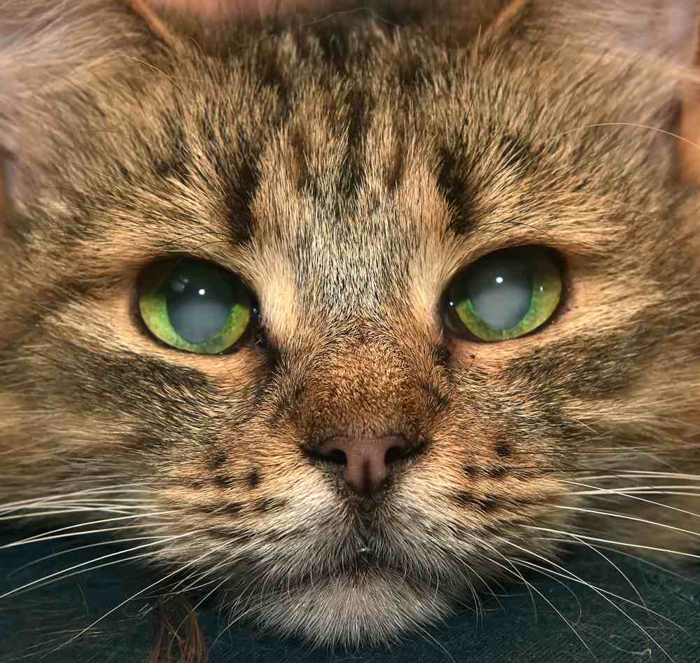 entzückende flauschige Sibirier mit Katarakt